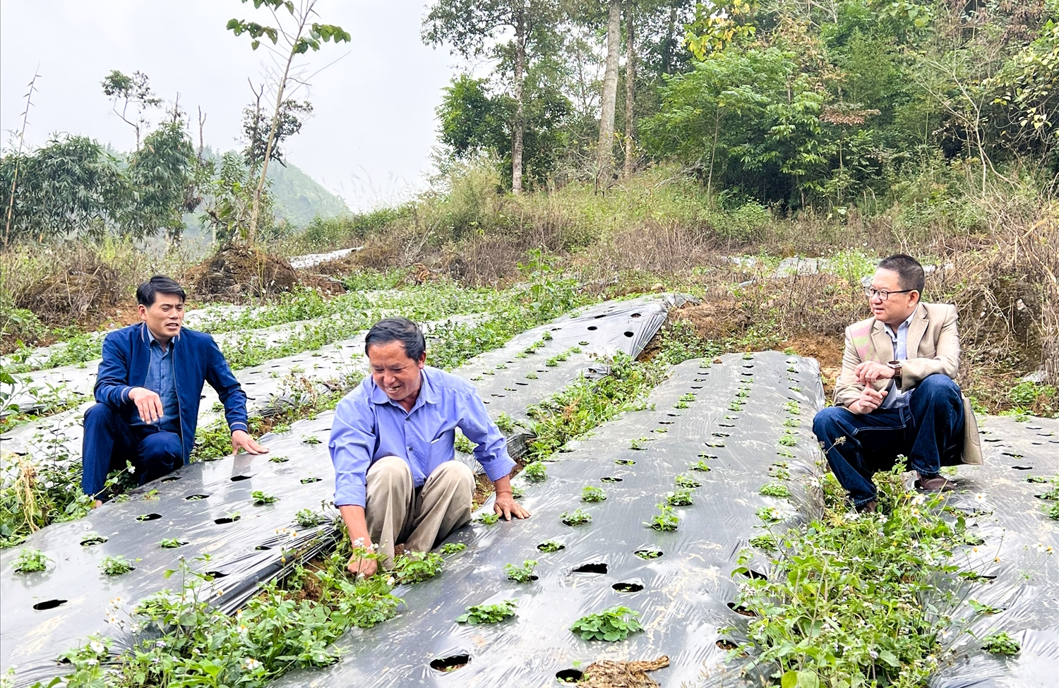 Hỏi-Đáp pháp luật: Mức cho vay và lãi suất của chính sách tín dụng ưu đãi đầu tư, hỗ trợ vùng trồng dược liệu quý